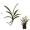 Exquisite 22-Inch Artificial Cymbidium Leaf Cluster: Seven Stunning Clusters - Lifelike Greenery for Elegant Home Decor and Floral Arrangements